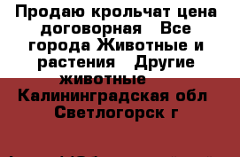 Продаю крольчат цена договорная - Все города Животные и растения » Другие животные   . Калининградская обл.,Светлогорск г.